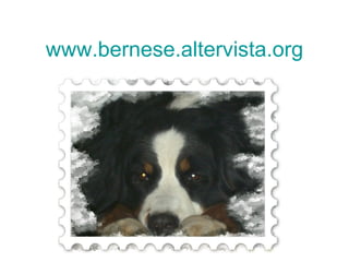 www.bernese.altervista.org 