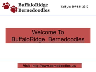 Call Us: 507-531-2210
Visit : http://www.bernedoodles.us/
Welcome To
BuffaloRidge Bernedoodles
 
