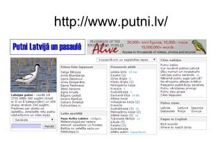 http://www.putni.lv/
 