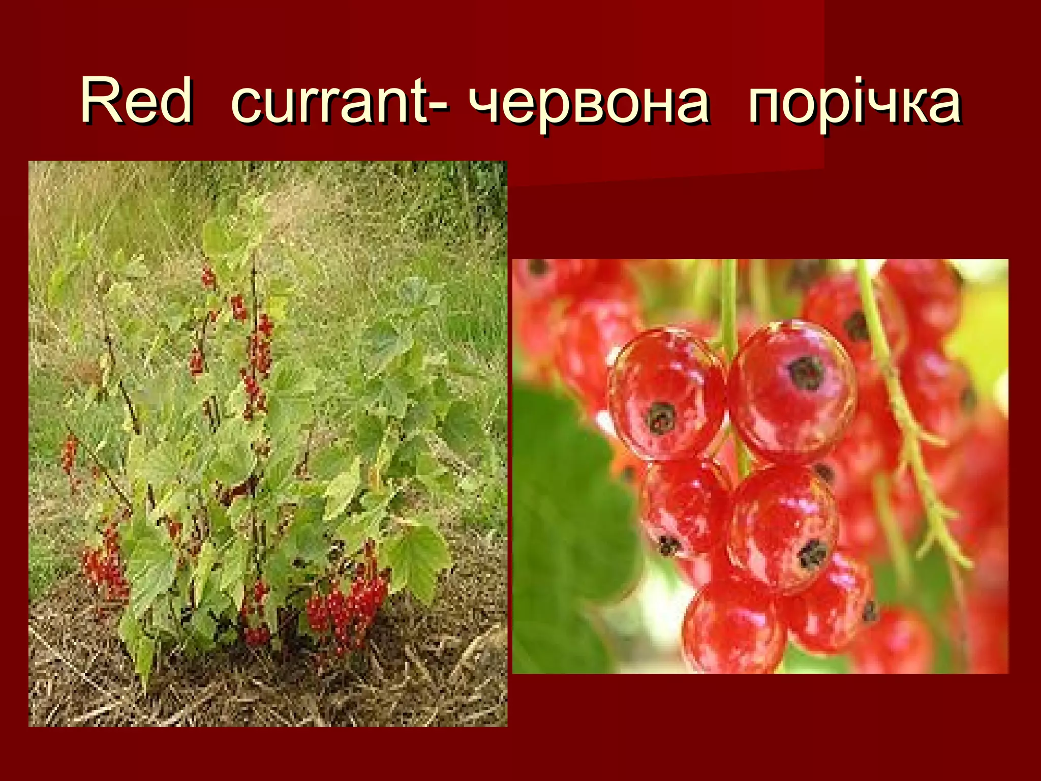 Red currant-Red currant- червона порічкачервона порічка
 
