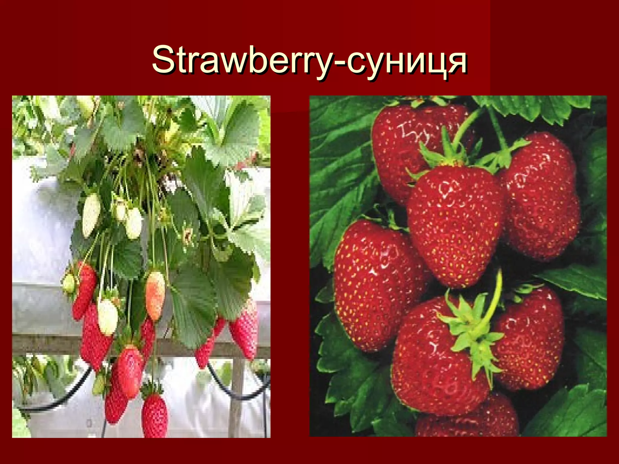 Strawberry-Strawberry-суницясуниця
 