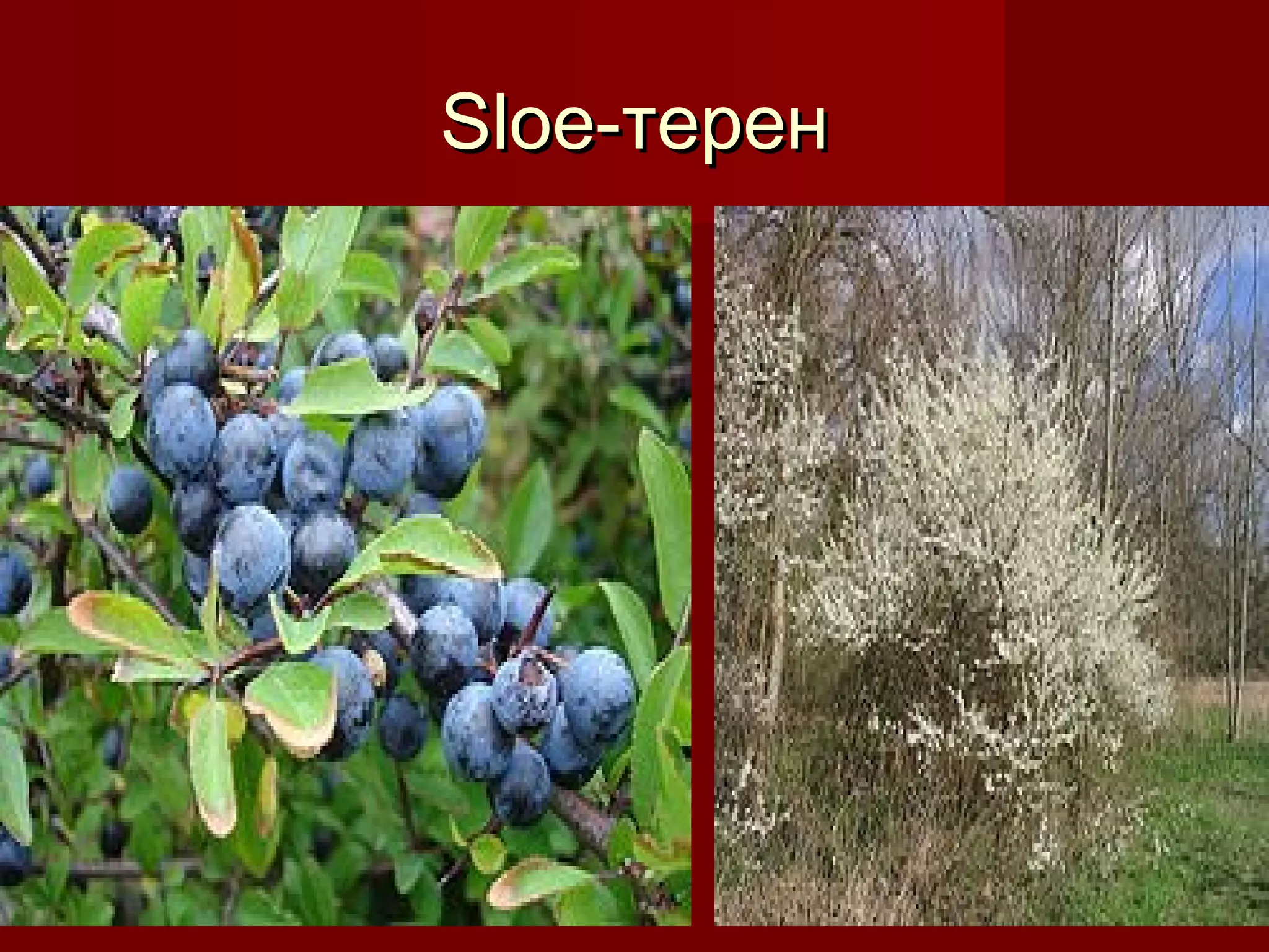 Sloe-Sloe-терентерен
 