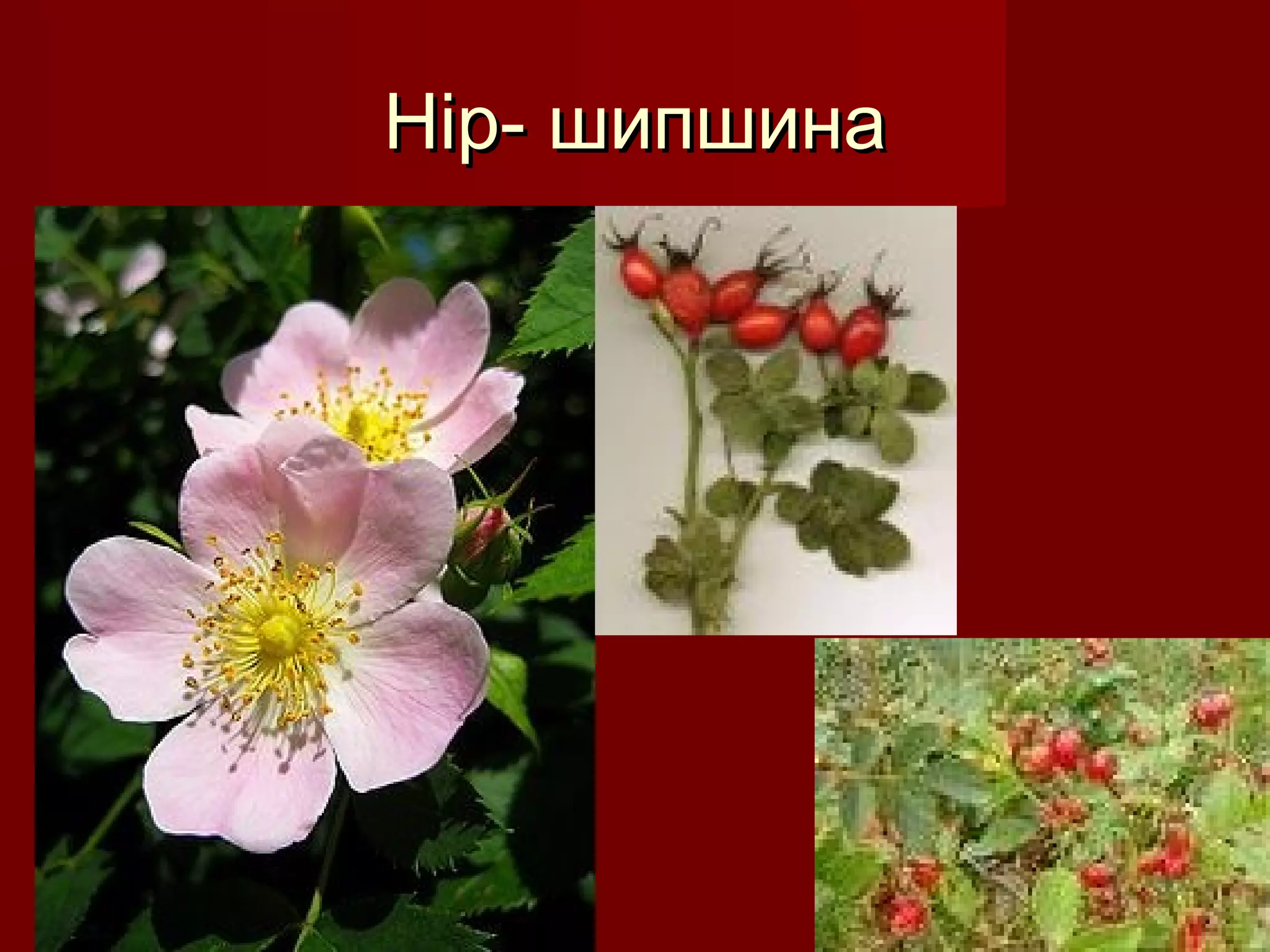 Hip-Hip- шипшинашипшина
 