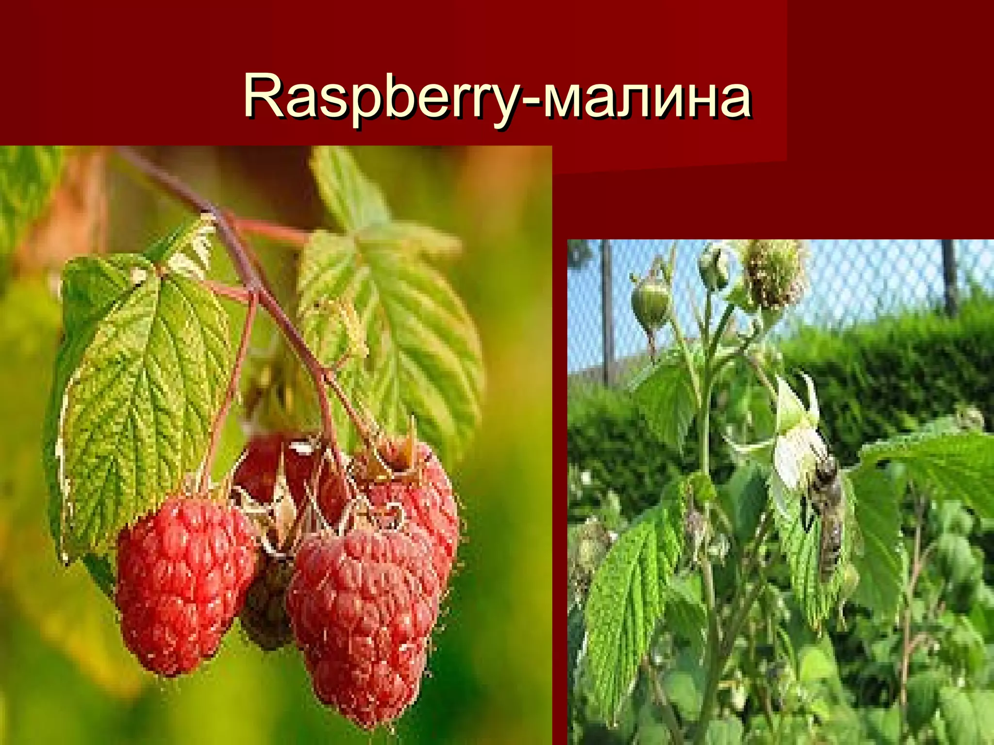 Raspberry-Raspberry-малинамалина
 
