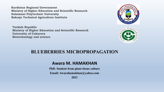 Turkish Republic
Ministry of Higher Education and Scientific Research
University of Cukurova
Biotechnology and science
BLUEBERRIES MICROPROPAGATION
Awara M. HAMAKHAN
PhD. Student from plant tissue culture
Email: Awarahamakhan@yahoo.com
2021
Kurdistan Regional Government
Ministry of Higher Education and Scientific Research
Sulaimani Polytechnic University
Bakrajo Technical Agriculture Institute
 