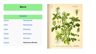 Berro
Taxonomía
División: Magnoliophyta
Clase: Magnoliopsida
Orden: Brassicales
Familia: Brassicaceae
Género: Nasturtium
Especie: Nasturtium officinale
 