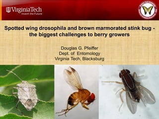 Spotted wing drosophila and brown marmorated stink bug -
         the biggest challenges to berry growers

                     Douglas G. Pfeiffer
                    Dept. of Entomology
                  Virginia Tech, Blacksburg
 
