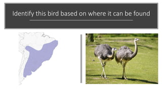 Identify this bird based on where it can be found
 