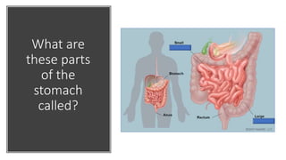 What are
these parts
of the
stomach
called?
 
