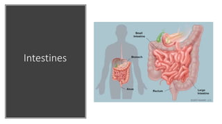 Intestines
 