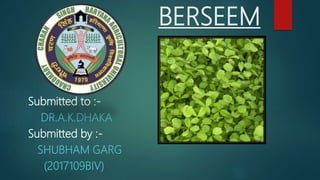 BERSEEM
Submitted to :-
DR.A.K.DHAKA
Submitted by :-
SHUBHAM GARG
(2017109BIV)
 