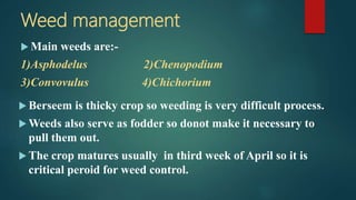 Weed management
 Main weeds are:-
1)Asphodelus 2)Chenopodium
3)Convovulus 4)Chichorium
 Berseem is thicky crop so weeding is very difficult process.
 Weeds also serve as fodder so donot make it necessary to
pull them out.
 The crop matures usually in third week of April so it is
critical peroid for weed control.
 