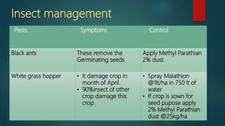Insect management
Pests Symptoms Control
Black ants These remove the
Germinating seeds
Apply Methyl Parathian
2% dust.
White grass hopper • It damage crop in
month of April.
• 90%insect of other
crop damage this
crop.
• Spray Malathion
@1lt/ha in 750 lt of
water
• If crop is sown for
seed pupose apply
2% Methyl Parathian
dust @25kg/ha
 