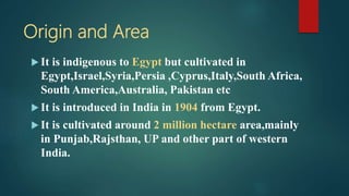 Origin and Area
 It is indigenous to Egypt but cultivated in
Egypt,Israel,Syria,Persia ,Cyprus,Italy,South Africa,
South America,Australia, Pakistan etc
 It is introduced in India in 1904 from Egypt.
 It is cultivated around 2 million hectare area,mainly
in Punjab,Rajsthan, UP and other part of western
India.
 