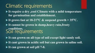 Climatic requirements
 It require a dry ,cool Climate with a mild temperature
for germination and establishment.
 It grows fast at 18-21OC & suspend growth > 35OC.
 It cannot be grown in damp,heavy rain,frosty
conditions.
Soil requirements
 It can grown on all type of soil except light sandy soil.
 It cant grown in acidic soil but can grown in saline soil.
 It can grown at soil pH 7-8.
 