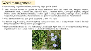 Through Fodder berseem. cultivation practices and basic characteristics | PPTX