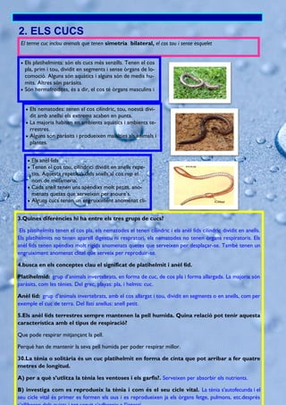 2. ELS CUCS
El terme cuc inclou animals que tenen simetría bilateral, el cos tou i sense esquelet
 Els platihelmints: són els cucs més senzills. Tenen el cos
pla, prim i tou, dividit en segments i sense òrgans de lo-
comoció. Alguns són aquàtics i alguns són de medis hu-
mits. Altres són paràsits.
 Són hermafrodites, és a dir, el cos té òrgans masculins i
 Els nematodes: tenen el cos cilíndric, tou, noestà divi-
dit amb anellsi els extrems acaben en punta.
 La majoria habiten en ambients aquàtics i ambients te-
rrestres.
 Alguns són paràsits i produeixen malalties als animals i
plantes.
 Els anèl·lids
 Tenen el cos tou, cilíndrici dividit en anells repe-
tits. Aquesta repetició dels anells al cos rep el
nom de metameria.
 Cada anell tenen uns apèndixs molt petits, ano-
menats quetes que serveixen per moure’s.
 Alguns cucs tenen un engruiximent anomenat cli-
3.Quines diferències hi ha entre els tres grups de cucs?
Els platihelmits tenen el cos pla, els nematodes el tenen cilíndric i els anèl·lids cilíndric dividit en anells.
Els platihelmits no tenen aparell digestiu ni respratori, els nematodes no tenen òrgans respiratoris. Els
anèl·lids tenen apèndixs molt rígids anomenats quetes que serveixen per desplaçar-se. També tenen un
engruiximent anomenat clitel que serveix per reproduir-se.
4.busca en els conceptes clau el significat de platihelmit i anèl·lid.
Platihelmid: grup d’animals invertebrats, en forma de cuc, de cos pla i forma allargada. La majoria són
paràsits, com les tènies. Del grec, playas: pla, i helmis: cuc.
Anèl·lid: grup d’animals invertebrats, amb el cos allargat i tou, dividit en segments o en anells, com per
exemple el cuc de terra. Del llatí anellus: anell petit.
5.Els anèl·lids terrestres sempre mantenen la pell humida. Quina relació pot tenir aquesta
característica amb el tipus de respiració?
Que pode respirar mitjançant la pell.
Perquè han de mantenir la seva pell humida per poder respirar millor.
30.La tènia o solitària és un cuc platihelmit en forma de cinta que pot arribar a fer quatre
metres de longitud.
A) per a què s’utlitza la tènia les ventoses i els garfis?. Serveixen per absorbir els nutrients.
B) investiga com es reprodueix la tènia i com és el seu cicle vital. La tènia s’autofecunda i el
seu cicle vital és primer es formen els ous i es reprodueixen ja els òrgans fetge, pulmons, etc.després
 