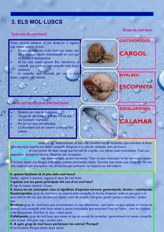 Com són els mol·luscs?
3. ELS MOL·LUSCS
Tenen simetría bilateral. El cos dividit en 3 regions:
cap, massa viscera i el peu.
 El peu: es moluscós, el fan servir per nedar, rep-
tar o excavar. Alguns moluscstenen un moc que
els facilita el deplaçament.
 El cos esta cobert peruna fina membrana, el
mantelll, que produeix una conquilla amb funcio
protetora.
La conquilla, esta formada per una o dues
peçes anomenades valvules
Com són les funcions dels mol·luscs?
 Respiren per mija de branquies.
 Tenen una alimentacio variada. n’hi ha que
son carnivors i hervibors.
 Ho ha mol·luscs hemafrodites
 La fecundacio pot ser externa o interna. Son
ovipars.
CEFALOPODES: tenen el cap desenvolupat, el peu s’ha transformat en tentacles, que envolten la boca.
Son marins.la majoria no tenen conquilla. Respiren a través de ranquies. Son carnivors.
BIVALBES: el nom prove de dues valves que formen la coquilla. Les valves estan articulades. Tots son
aaquaticss, la majoria marins. Respiren per branquies.
GASTEROPODES: cap desenvolupat, quatre tentacles. Teen un peu musculos i el fan servirper reptar.
A la boca tenen una llengua amb dents petites anomenda rádula. Gairebe tots tenen una conquilla. Els ma-
rins respiren per branquies i els terrestres per pulmons. La majoria son hervobors.
Grups de mol·luscs
6. quines funcions té el peu dels mol·luscs?
Nedar, reptar o excavar, segons el tipus de mol·luscs.
7.quines son les parts principals del cos d’un mol·lusc?
El cap, la massa visceral i el peu.
8. busca en els conceptes clau el significat d’aquests termes: gasteròpode, bivalve i cefalòpode.
Gasteropodes: grup de mol·luscs, la majoria amb conquilla en forma d’espiral i amb un peu gran a la
part ventral del cos que els permet reptar, com els cargols. Del grec, gaster: panxa o estomac, i podos:
peu.
Bivalves: grup de mol·luscs que no presenten un cap diferenciat, i que tenen un peu aplanat en forma de
destral i una conquilla amb dues valves o peces articulades que encaixen l’una en l’altre , com les cloïsses
o les escopinyes. Del llatí, bi: dos, i valva: porta.
Cefalòpode: grup de mol·luscs que tenen el cap en envolt de tentacles i generalment no tenen conquilla,
com el pop. Del grec: cap, i podós: peu.
9. A quin grup de mol·luscs pertenyen les ostres? Perquè?
A les bivalves. Perquè tenen dues valves.
GASTEROPODES:
CARGOL
BIVALBES:
ESCOPINYA
CEFALOPODES:
CALAMAR
 