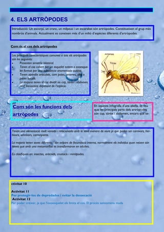 Com és el cos dels artròpodes
4. ELS ARTRÒPODES
Les principals carecterístiques comunes a tots els artròpodes
són les seguents:
 Presenten simetría bilateral.
 Tenen el cos cobert per un esquelet extern o exoesque-
let format per una substància anomenada quitina.
 Tenen apèndix articulats, com potes, antenes, ales o
peces bucals.
 La majoria tenen el cos dividit en cap, tòrex i abdomen,
amb variacións depenent de l’espècie.
Com són les funcions dels
artròpodes
Tenen una alimentació molt variada i relacionada amb la seva manera de viure ja que poden ser carnívors, her-
bívors, omnívors, carronyaires.
La majoria tenen sexes diferents i són ovípars de fecundació interna, normalment els individus quan neixen són
larves que amb una metamorfosi es transformaran en adultes.
Es clasifiquen en: insectes, aràcnids, crustacis i miriàpodes.
En aquesta infografia d’una abella, es veu
que les principals parts dels artròpodes
són cap, tòrax i abdomen, encara que se-
ctivitat 10
Activitat 11
Per protegir-los de depredados i evitar la dessecació
Activitat 12
Per poder créixer, ja que l’exoesquelet els limita el cos. El procés sannomena muda
Introducció: Un escorpí, un cranc, un milpeus i un escarabat són artròpodes. Constitueixen el grup més
nombrós d’animals. Actualment es coneixen més d’un milió d’espècies diferents d’artròpodes.
 