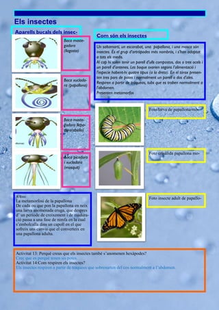 Com són els insectes
Els insectes
Un saltamartí, un escarabat, una papallona, i una mosca són
insectes. És el grup d’artròpodes més nombrós, i s’han adaptat
a tots els medis.
Al cap hi solen tenir un parell d’ulls compostos, dos o tres ocels i
un parell d’antenes. Les boque svarien segons l’alimentació i
l’especie habent-hi quatre tipus (a la dreta). En el tórax presen-
ten tres pars de potes i normalment un parell o dos d’ales.
Respiren a partir de tràqueas, tubs que es troben normalment a
l’abdomen.
Presenten metamorfos
Aparells bucals dels insec-
tes Boca maste-
gadora
(llagosta)
Boca xuclado-
ra (papallona)
Boca maste-
gadora llepa-
dora(abella)
A fons
La metamorfosi de la papallona
De cada ou que pon la papallona en neix
una larva anomenada eruga, que despres
d’ un periode de creixement i de madura-
ció passa a una fase de nimfa en la cual
s’embolcalla dins un capoll en el que
sofreix uns canvis que el converteix en
una papallona adulta.
Foto larva de papallona mo-
Foto crisálida papallona mo-
Foto insecte adult de papallo-
Activitat 13: Perquè creus que els insectes també s’anomenen hexàpodes?
Crec que es perquè tenen sis potes.
Activitat 14:Com respiren els insectes?
Els insectes respiren a partir de traquees que sobresurten del cos normalment a l’abdomen.
Boca picadora
i xucladora
(mosquit)
 