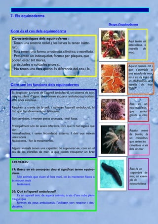 Com és el cos dels equinoderms
7. Els equinoderms
Característiques dels equinoderms :
·Tenen una simetría radial, ( les larves la tenen bilate-
ral ).
·Tots tenen una forma arrodonida, cilíndrica, o estrellada.
· Presenten un indosquelet, format per plaques, que
poden estar, tnt lliures,
articulades o soldades entre si.
· No tenen una cara queno és diferencia del cos, i la
Com són les funcions dels equinoderms
Es desplacen a través de l’aparell ambulacral, un sistema de tubs
interns, plens d’aigua, que formen els peus ambulacrals, acabats
amb unes ventoses.
Respiren a través de la pell, i utilitzen l’aparell ambulucral, hi
han que han desemvolupat brànquies.
Són carnívors, i menjen petits crustacis, i mol·luscs.
Principalment són de sexes diferents, tot i que hi han alguns que
són
hermafrodites, i tenen fecundació externa. I dels ous neixen
unes larves
Nadadores, i fan la metamorfosi.
Alguns animals tenen una capacitat de regenerar-se, com en el
cas de les estrelles de mar, ja que poden recuperar un braç
Grups d’equinoderms
Aquest animal, tot i
que s’asembla a
una estrella de mar,
no o es, és trata de
un ofiufroïdeus, una
estrella de mar
“falsa”.
EXERCICIS:
19: Busca en els conceptes clau el significat terme equino-
derm.
Són animals que viuen al fons marí, on és mantenen fixats o
és mouen molt
lentament.
20: Què ésl’aparell ambulacral?
Es un aparell únic de aquets animals, trata d’uns tubs plens
d’aigua que
formen els peus ambulacrals, l’utilitzen per: respirar i des-
plasarse.
Aquí tenim un
asteroïdeus, o
(estrella de
mar).
Àixo és un
equinoïdeus,
que serien
garots, o com
Aqusta mena
de planta, és
un crinoïdeus,
que serien les
clavellines o els
lliris de mar
Àixo és un
cogombre de
mar, un exem-
ple de
holoturioïdeus
 
