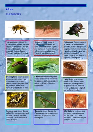 A fons
ELS INSECTES
Himenòpters: Un parell
d’ales membranoses, tot i que
alguns no en tenen. L’aparell
bucal està adaptat a llepar,
mossegar i xuclar líquids.
Viuen en societats organitza-
Dípters: Tenen un parell
d’ales membranoses en les
quals estan reduides a òrgans
que mantenen l’equilibri quan
volen, anomenats balancins.
L’’aparell bucal és xuclador.
Coleòpters: Tenen dos pare-
lls d’ales. Les anteriors són
guixudes, dures i opaques, i
les posteriors, membranoses,
i les tenen plegades sota les
primeres quan estan en
repòs. L’aparell bucal és mos-
segador. i mastegador.
Dermàpters: tenen les ales
anteriors molt curtes i les
posteriors molt grosses i
membranoses, plegades sota
les primeres en estat de
repòs. L’aparell bucal és mas-
Ortòpters: tenen dos parells
d’ales, les anteriors endurides i
les posteriors plegades sota les
primeres. L’aparell bucal és
mastegador.
Heteròpters: tenen dos
parells d’ales. Les anteriors
tenen una part engruixida i
les posteriors són membra-
noses. La boca està adaptada
per perforar i xuclar.
Lepidòpters: tenen dos pa-
rells d’ales membranoses amb
escates. L’aparell bucal és
xuclador, i està enrotllat en
estat de repòs.
Odonats: tenen dos parells
d’ales estretes, grosses i mem-
branoses. L’aparell bucal és
mastegador.
Sifonàpters: no tenen ales.
Les potes estan adaptades
per fer salts. La boca és
xucladora i està adaptada per
perforar la pell.
 