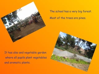 It has also a vegetable garden where all pupils plant vegetables  and aromatic plants. The school has a very big forest. Most of the trees are pines. 
