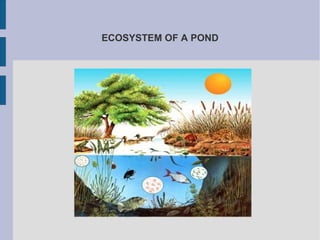 ECOSYSTEM OF A POND
 