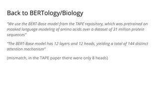Back to BERTology/Biology
“We use the BERT-Base model from the TAPE repository, which was pretrained on
masked language modeling of amino acids over a dataset of 31 million protein
sequences”
“The BERT-Base model has 12 layers and 12 heads, yielding a total of 144 distinct
attention mechanism”
(mismatch, in the TAPE paper there were only 8 heads)
 