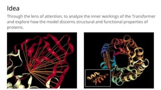 Idea
Through the lens of attention, to analyze the inner workings of the Transformer
and explore how the model discerns structural and functional properties of
proteins.
 
