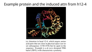 Example protein and the induced attn from h12-4
 