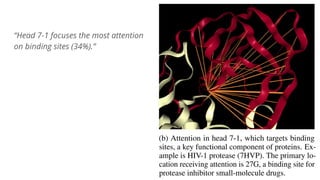 “Head 7-1 focuses the most attention
on binding sites (34%).”
 