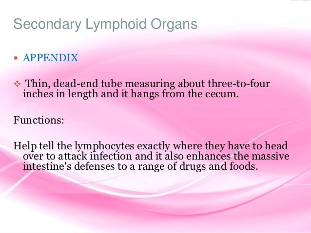 What is a primary function of lymphocytes?
