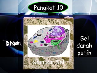 Pangkat 10




                       Sel
Tangan
 DNA                  darah
                      putih
         Gambar Sel
 