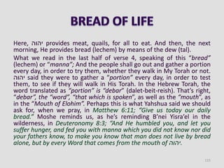 Here, ‫יהוה‬ provides meat, quails, for all to eat. And then, the next
morning, He provides bread (lechem) by means of the dew (tal).
What we read in the last half of verse 4, speaking of this “bread”
(lechem) or “manna”; And the people shall go out and gather a portion
every day, in order to try them, whether they walk in My Torah or not.
‫יהוה‬ said they were to gather a “portion” every day, in order to test
them, to see if they will walk in His Torah. In the Hebrew Torah, the
word translated as “portion” is “debar” (dalet-beit-reish). That’s right,
“debar”, the “word”, “that which is spoken”, as well as the “mouth”, as
in the “Mouth of Elohim”. Perhaps this is what Yahshua said we should
ask for, when we pray, in Matthew 6:11; “Give us today our daily
bread.” Moshe reminds us, as he’s reminding B’nei Yisra’el in the
wilderness, in Deuteronomy 8:3; “And He humbled you, and let you
suffer hunger, and fed you with manna which you did not know nor did
your fathers know, to make you know that man does not live by bread
alone, but by every Word that comes from the mouth of ‫.יהוה‬
115
 