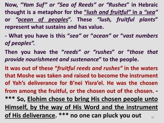 Now, “Yam Suf” or “Sea of Reeds” or “Rushes” in Hebraic
thought is a metaphor for the “lush and fruitful” in a “sea”
or “ocean of peoples”. These “lush, fruitful plants”
represent what sustains and has value.
- What you have is this “sea” or “ocean” or “vast numbers
of peoples”.
Then you have the “reeds” or “rushes” or “those that
provide nourishment and sustenance” to the people.
It was out of these “fruitful reeds and rushes” in the waters
that Moshe was taken and raised to become the instrument
of Yah’s deliverance for B’nei Yisra’el. He was the chosen
from among the fruitful, or the chosen out of the chosen. -
*** So, Elohim chose to bring His chosen people unto
Himself, by the way of His Word and the instrument
of His deliverance. *** no one can pluck you out 88
 