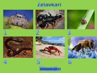 Beskicmenjaci prepoznaj me