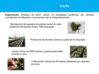 Planteamiento Diseño PreguntasIntroducción
•Recolección de esquejes de plantas madre de cada
población (20 plantas madre, ...