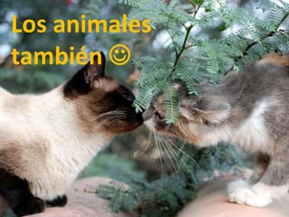 Los animales     también 