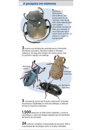 Besouros.da.caatinga