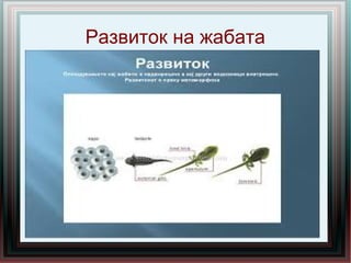Развиток на жабата
 