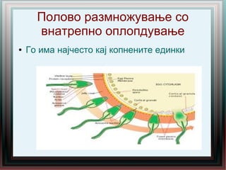 Полово размножување со
внатрепно оплопдување
● Го има најчесто кај копнените единки
 