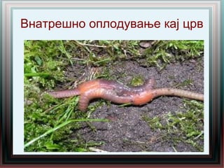 Внатрешно оплодување кај црв
 