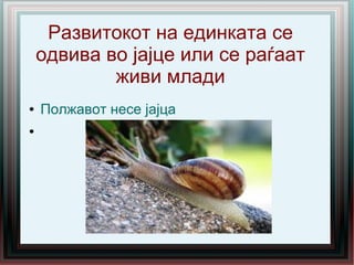 Развитокот на единката се
одвива во јајце или се раѓаат
живи млади
● Полжавот несе јајца
●
 