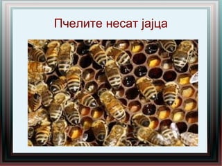 Пчелите несат јајца
 