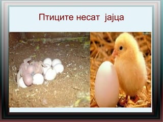 Птиците несат јајца
 