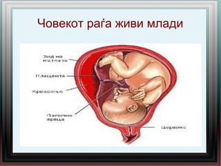 Човекот раѓа живи млади
 