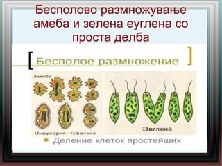 Бесполово размножување
амеба и зелена еуглена со
проста делба
 