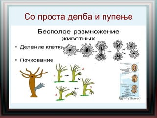 Со проста делба и пупење
 