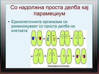 Со надолжна проста делба кај
парамециум
● Едноклеточните организми се
размножуваат со проста делба на
клетката
 